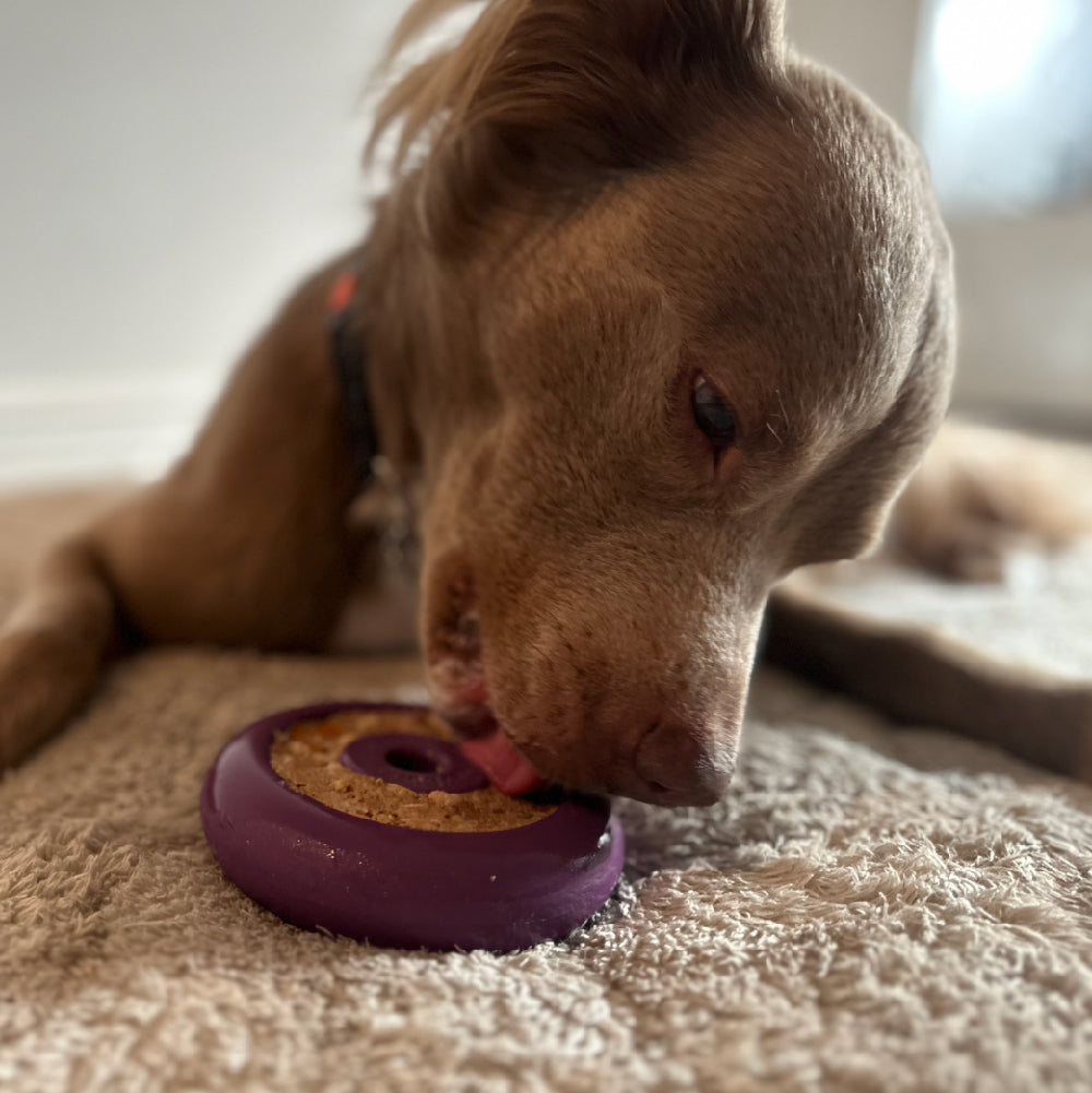 Freez Doughnut - Super Durable Treat Toy - Rocky's Famous Treats