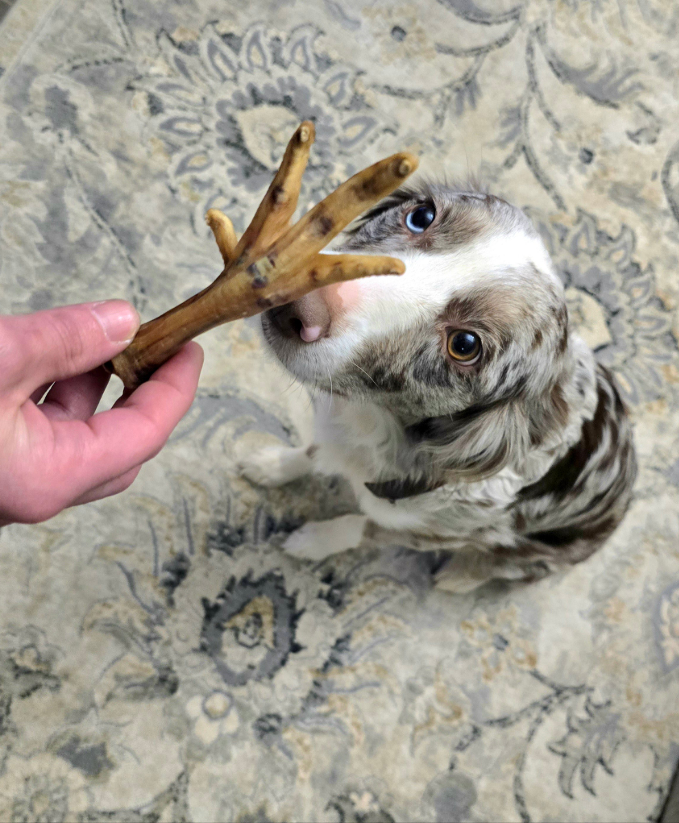 Natural Chicken Feet Dog Treats - Crunchy, Single Ingredient option for Dental Health and Easy Digestion, perfect for Allergies and Sensitive Stomach