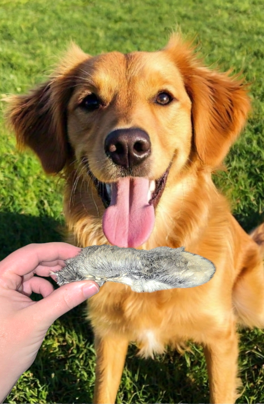 Rabbit Feet Dog Chews – A Novelty Protein choice for Allergies, Sensitive Stomach with Crunchy Texture for Dental Health and Digestive Cleanse