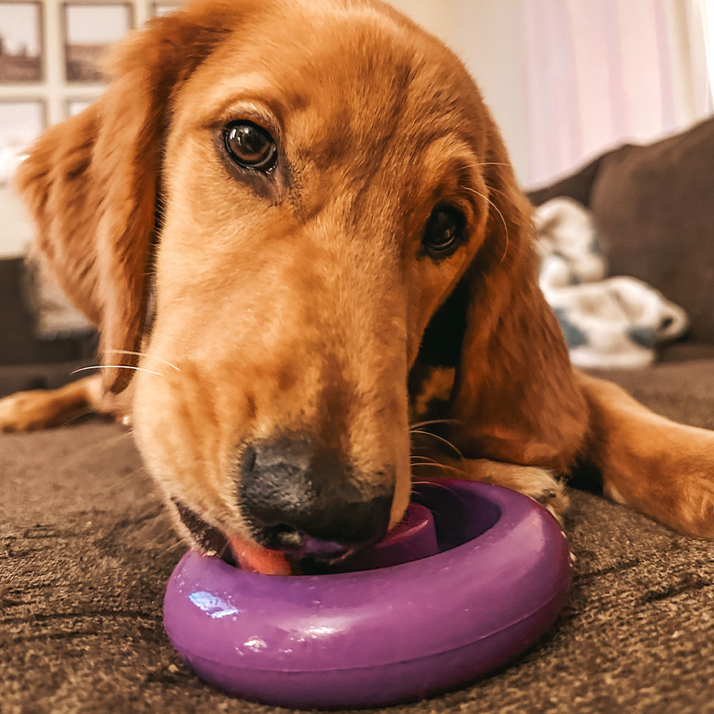 Freez Doughnut - Super Durable Treat Toy - Rocky's Famous Treats