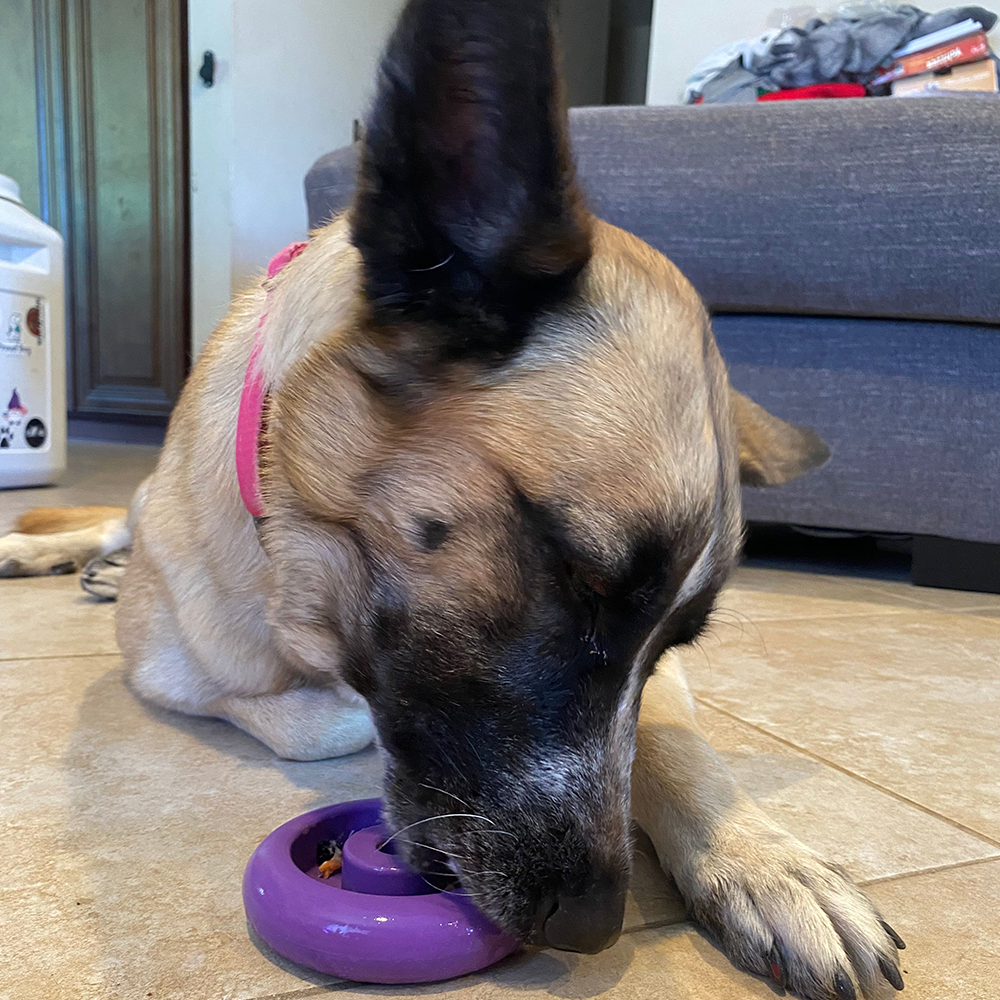 Freez Doughnut - Super Durable Treat Toy - Rocky's Famous Treats