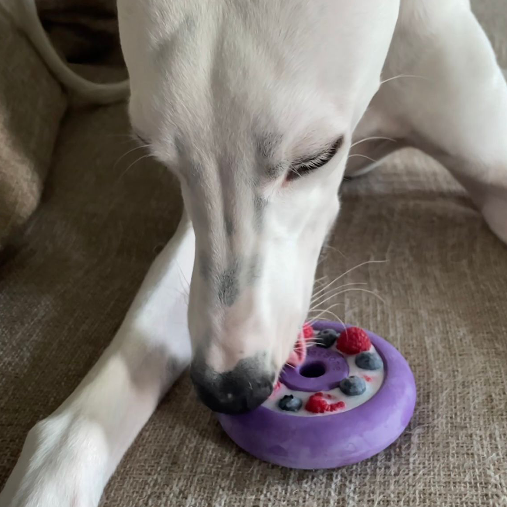 Freez Doughnut - Super Durable Treat Toy - Rocky's Famous Treats