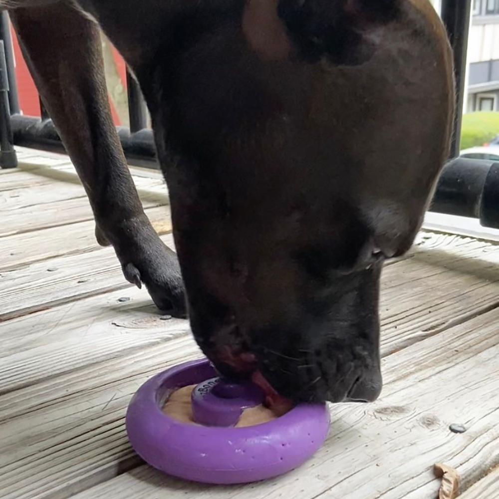 Freez Doughnut - Super Durable Treat Toy - Rocky's Famous Treats