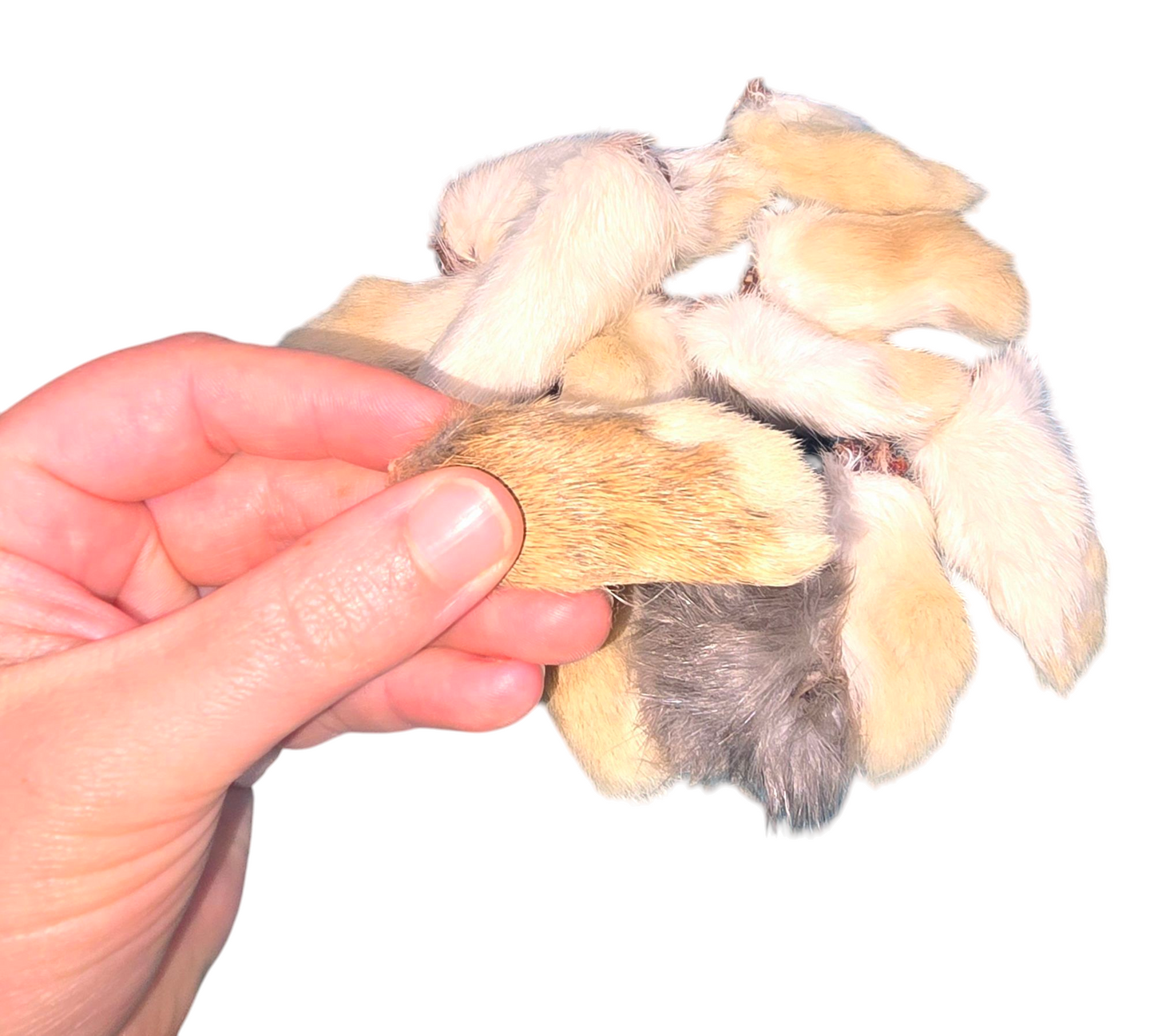 Dehydrated Front Rabbit Feet - Rocky's Famous Treats