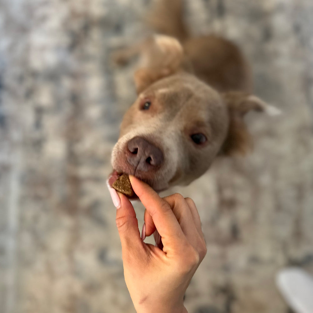 Allergy & Immune Chews (90 Chews) - Rocky's Famous Treats