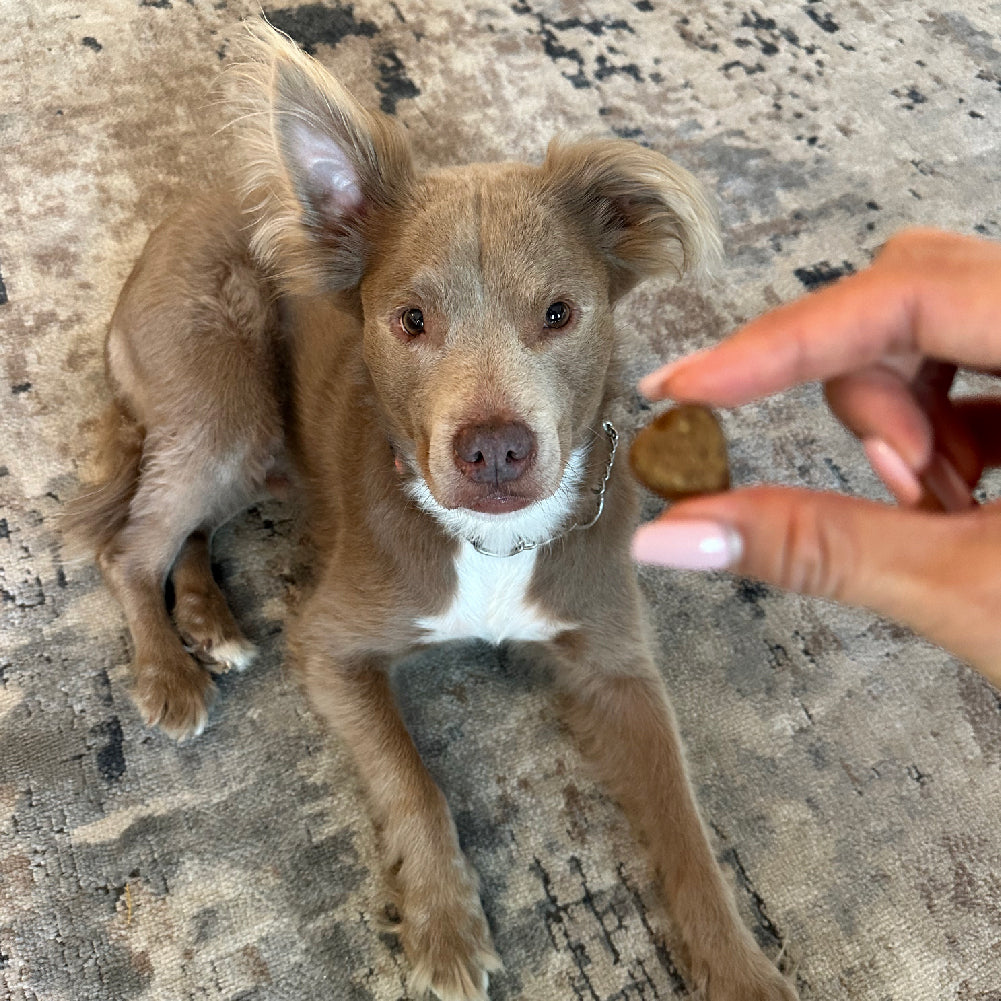 Allergy & Immune Chews (90 Chews) - Rocky's Famous Treats